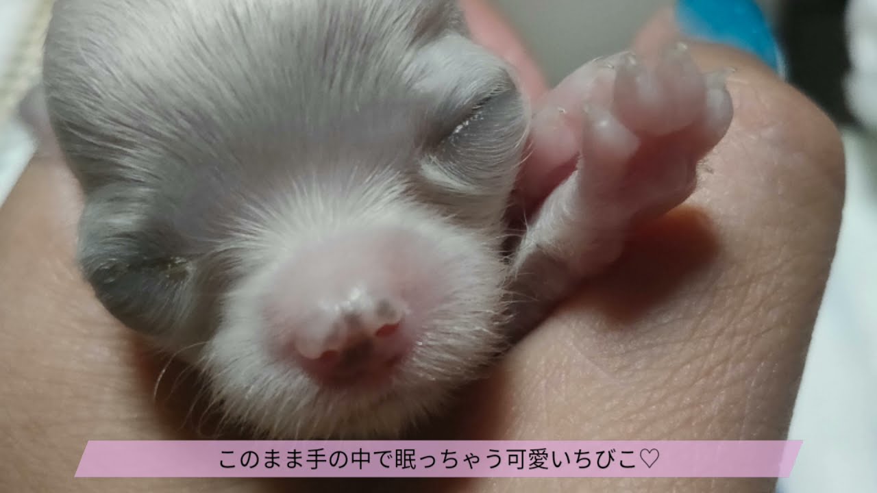 出産～成長記録#5【チワワ未熟児】異変に気付く～最期の時