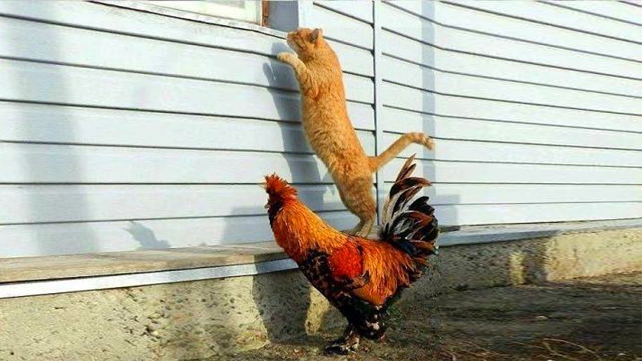 105 ANIMALES MOMENTOS INCREÍBLES CAPTADOS POR LAS CÁMARAS   LO MEJOR DE 2025