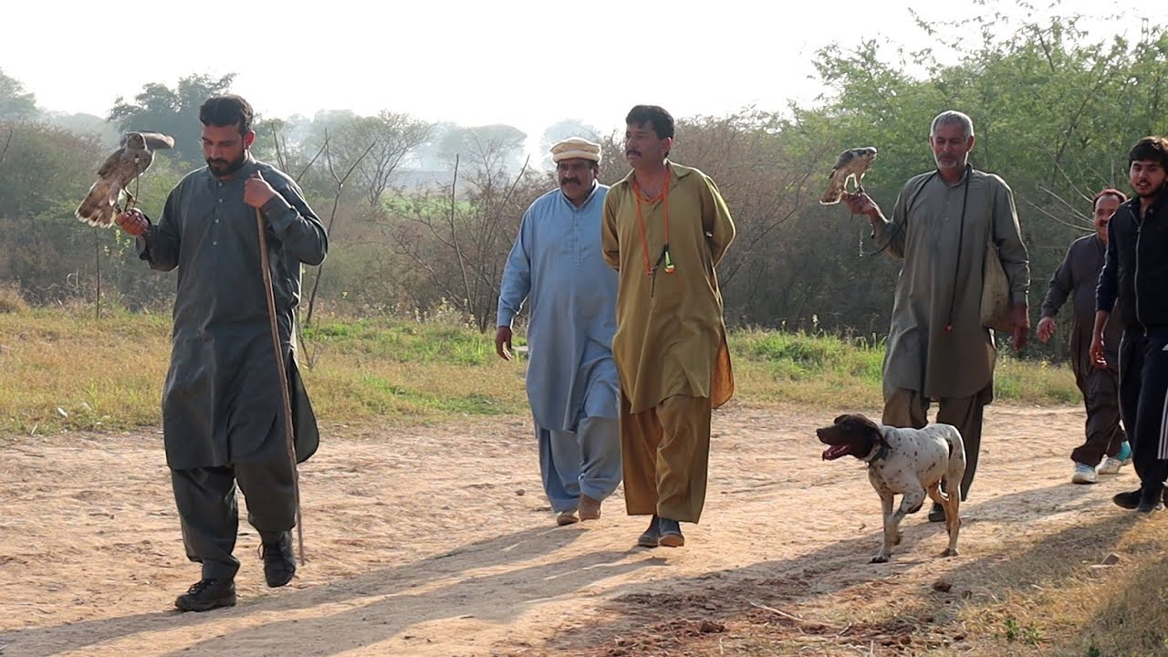 Baaz ka shikar New Video. Goshawk Hunting 2021