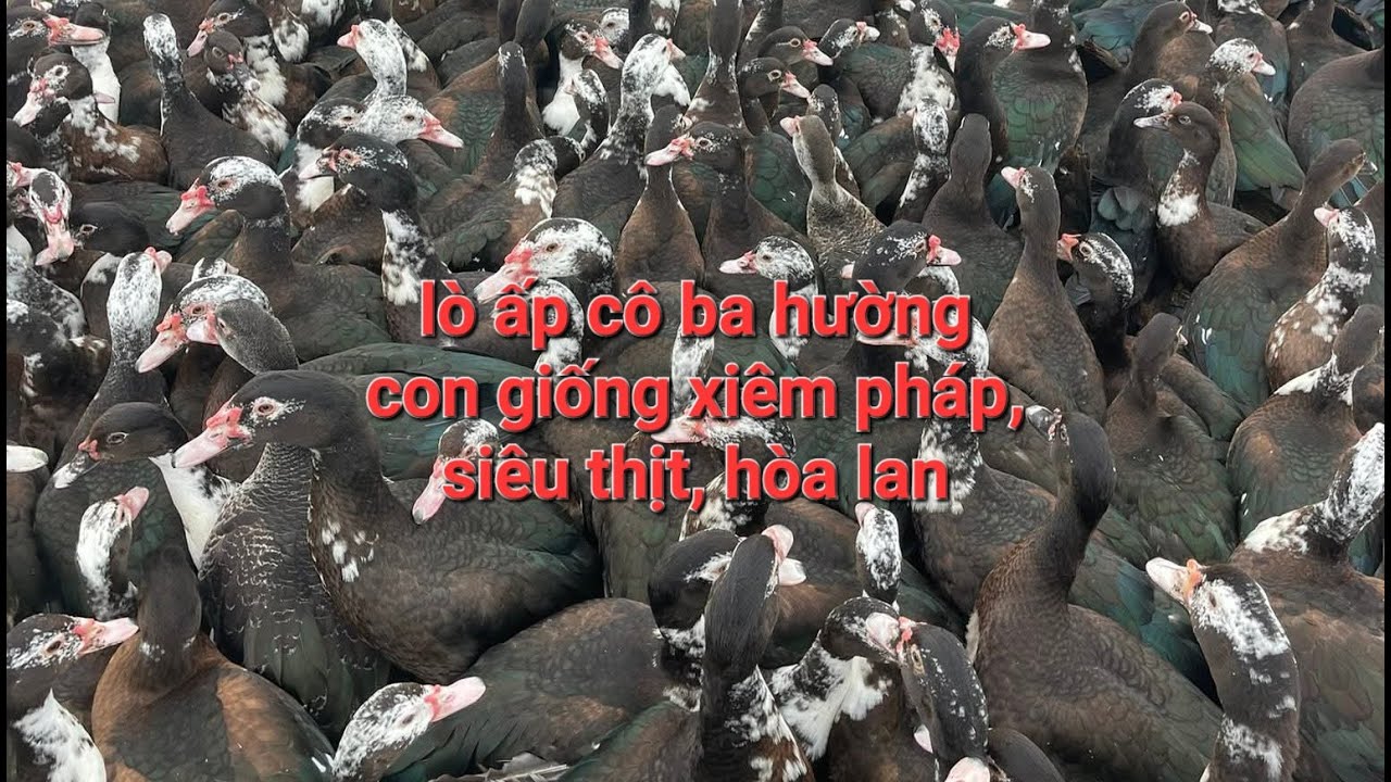 Cơ Sở Lò Ấp Vịt Cô Ba Hường cung cấp các giống vịt gà các loại như xiêm pháp, siêu thịt, vịt hòa lan