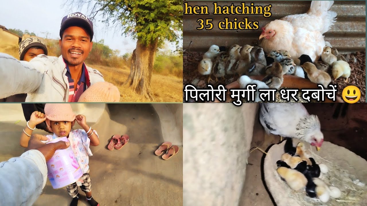 कितना पीला निकाले हे देखें बर मुर्गी ला धर दबोचें 😃 || #cgvlogs #vlog