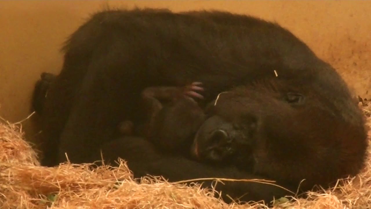 Eerste gorillababy ooit in Beekse Bergen!