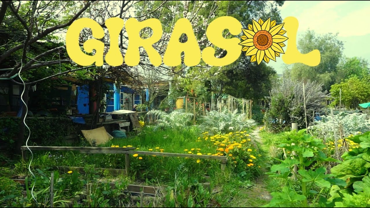 Amigo de Artistas - Girasol (Visualizer)