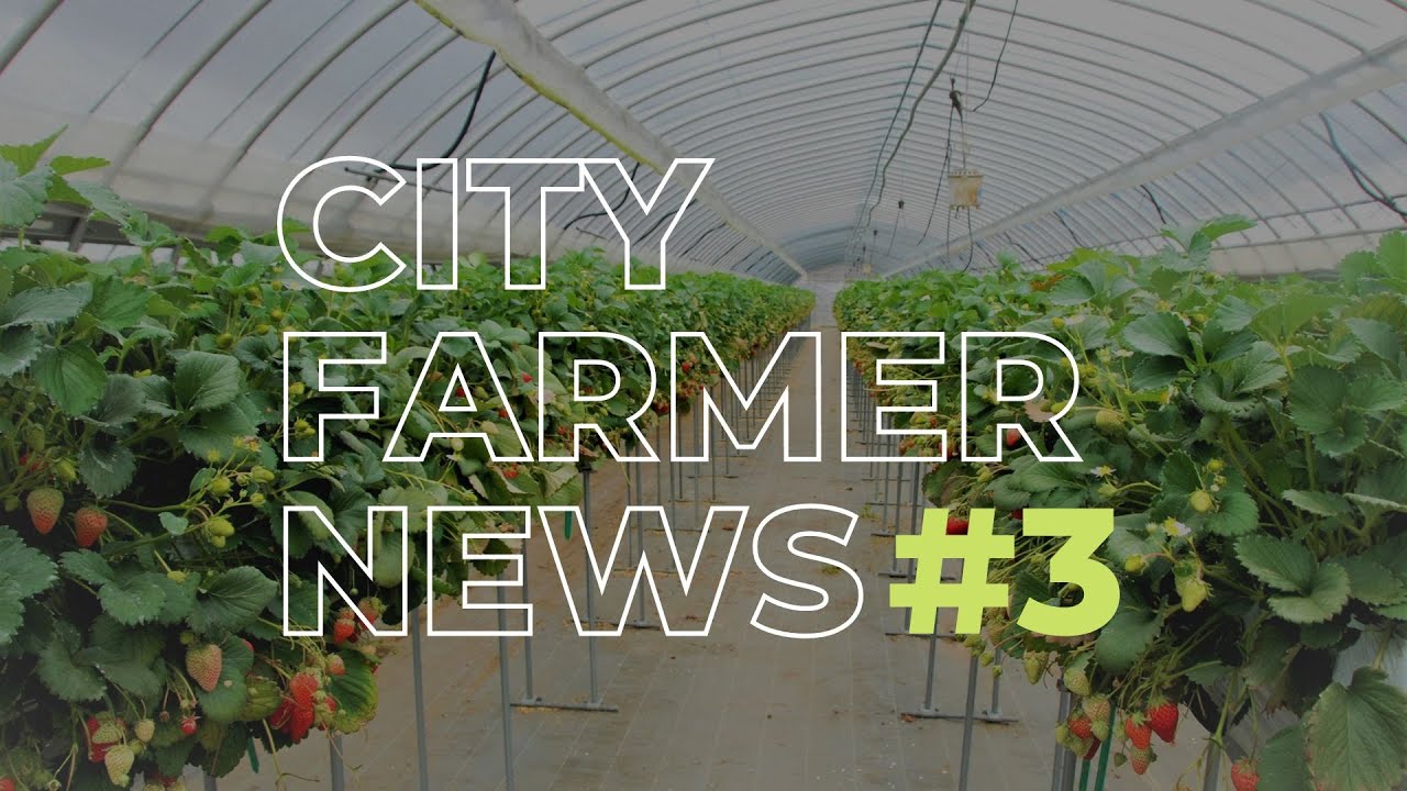 CITY-FARMER NEWS #3 | ТЫКВА В 850 КГ, ГОРОД ПРОТИВ СЕЛА, УРОЖАЙ НА МАРСИАНСКОМ ГРУНТЕ