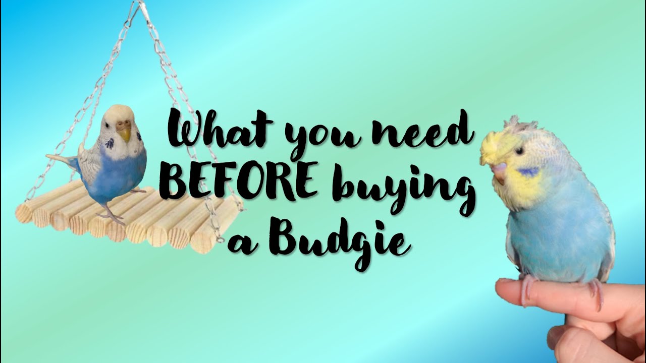 What you need Before Buying a Budgie