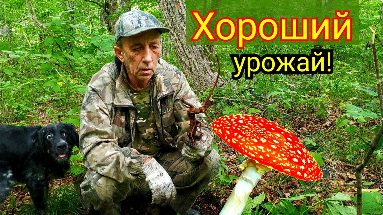 2020г. Элеутерококк, Женьшень или Мухоморы? Дары Приморской Уссурийской тайги.