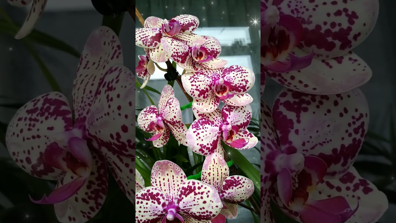 PHAL.FRONTERA,#orchids