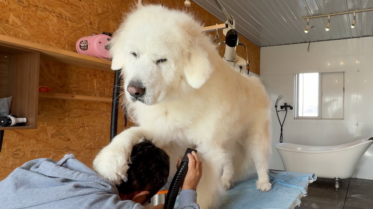 同等もしくはそれ以下の飼い主です