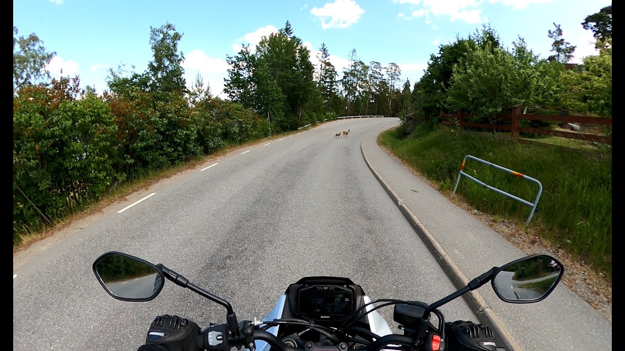 Suzuki vs deer on the road and some midsummer cruising