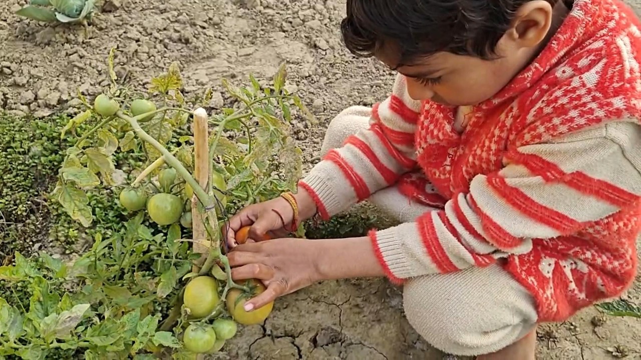 Kitchen Garden Se First Tomato Ki Harvesting 🍅🍅