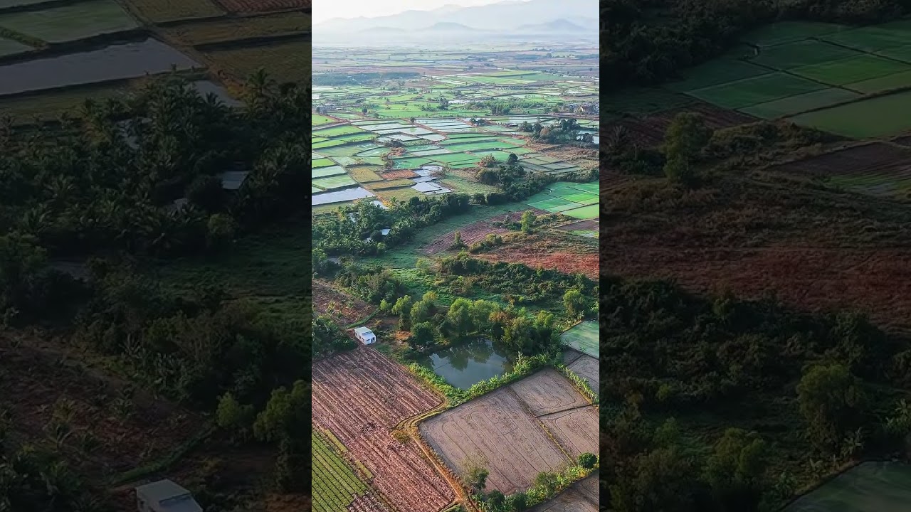 Rice fields & instrumental music