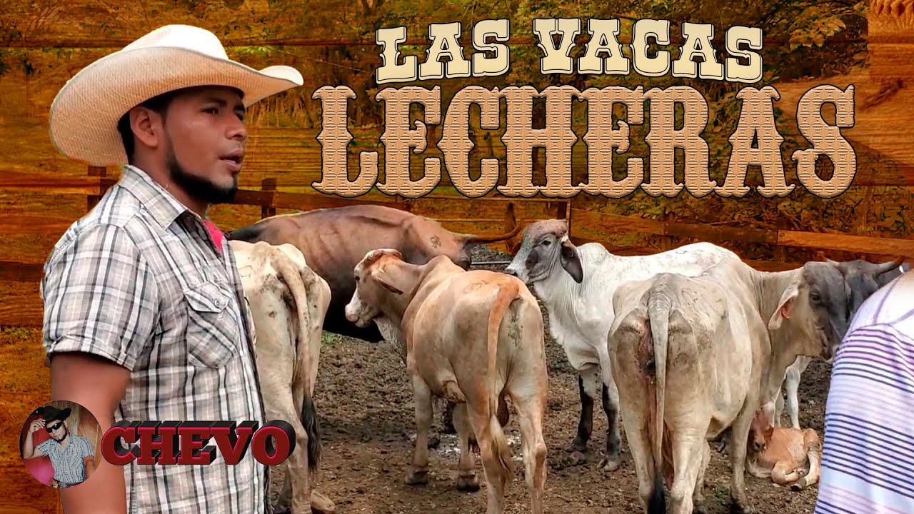 Las vacas lecheras🐄.