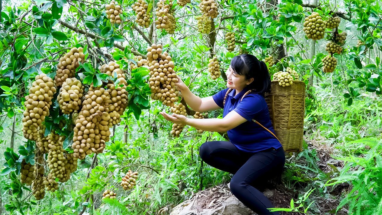 How to Harvest Langsat Fruit, goes to the market to sell -Harvest and Cooking|Tiểu Vy Free Bushcraft