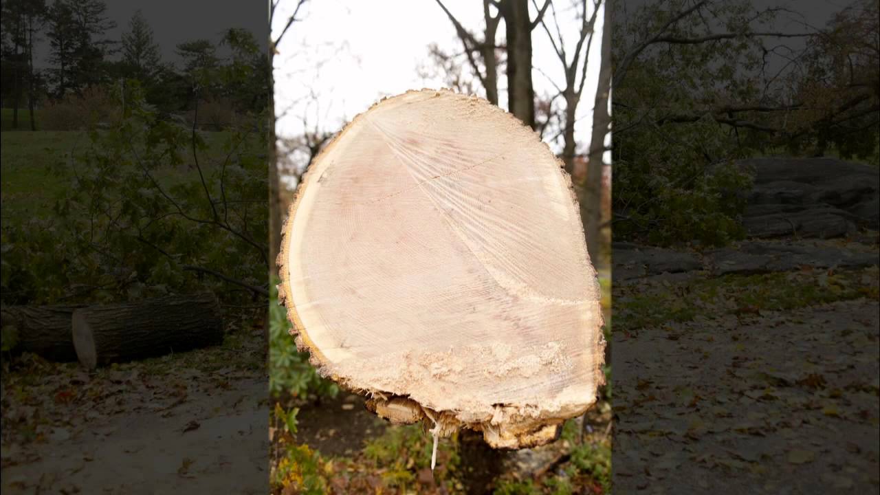 Hurricane Sandy's Impact on The New York Botanical Garden