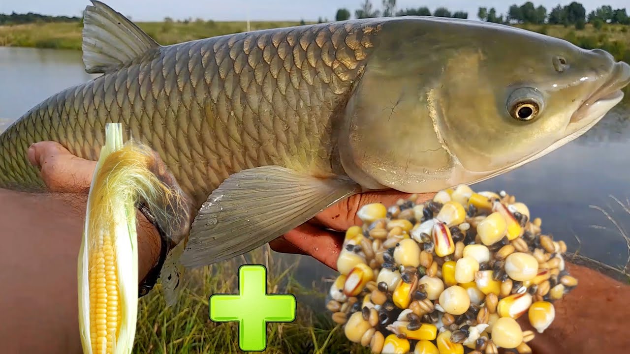 РИБАЛКА на молоду КУКУРУДЗУ #рибалканакоропа і #амура