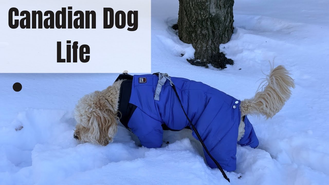 My Dog’s Reaction to -10*C Weather (Canadian Winter)