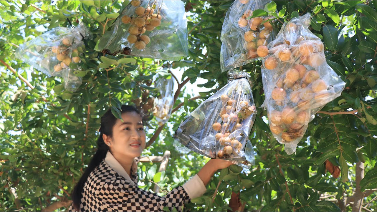 Pick Longan Fruit In My Village To Make Dessert / Longan Fruit Recipe / Cooking By Sreypov.
