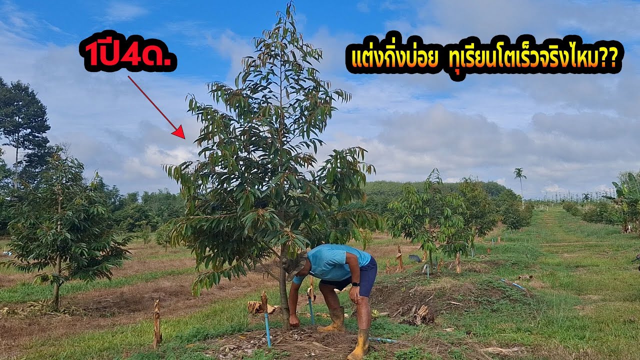 แต่งกิ่งแล้วทำให้ทุเรียนโตเร็วจริงไหม??