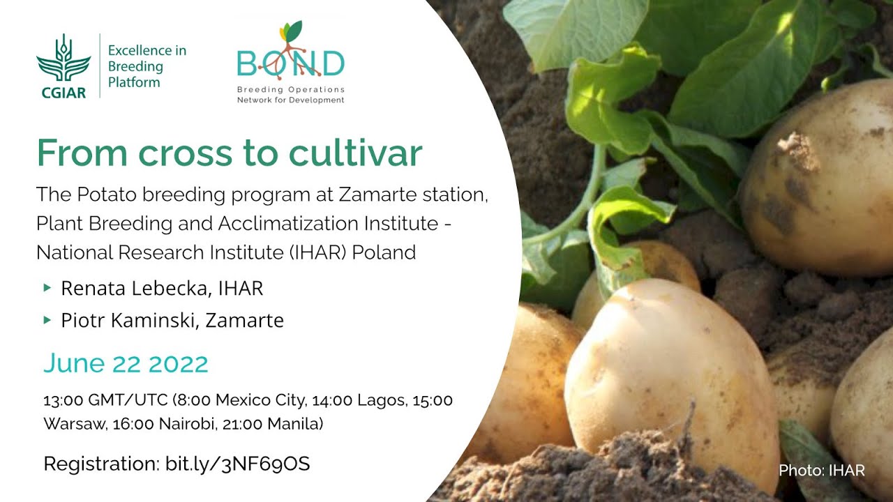 BOND Webinar 6: From Cross to Cultivar. The potato breeding program at Zamarte, Poland
