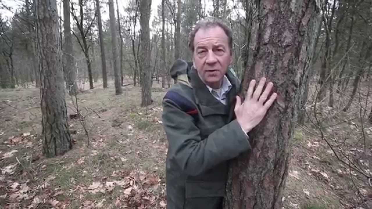 boomklever   boomkruiper