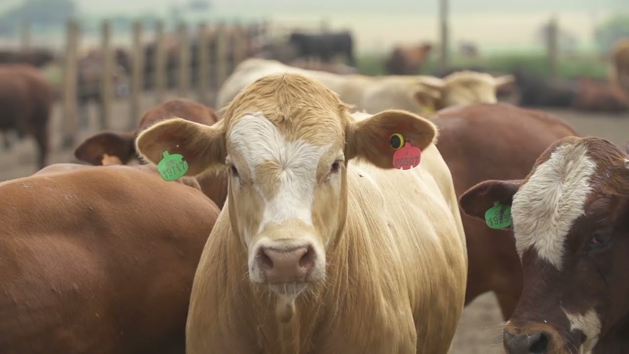 KARAN BEEF CORPORATE VIDEO - AFRIKAANS