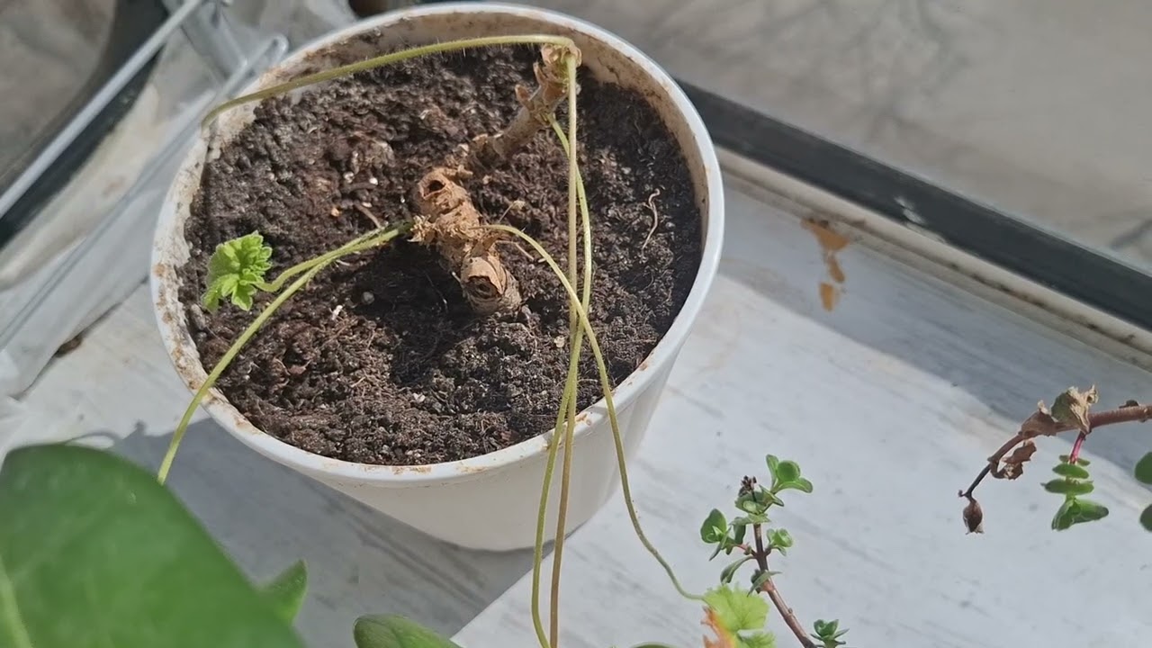 Прогулянка балконом з пеларгоніями. І трішечки  болталка. 15.03.2026