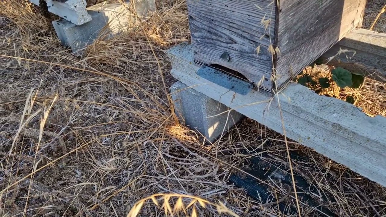 vespa velutina nigrithorax