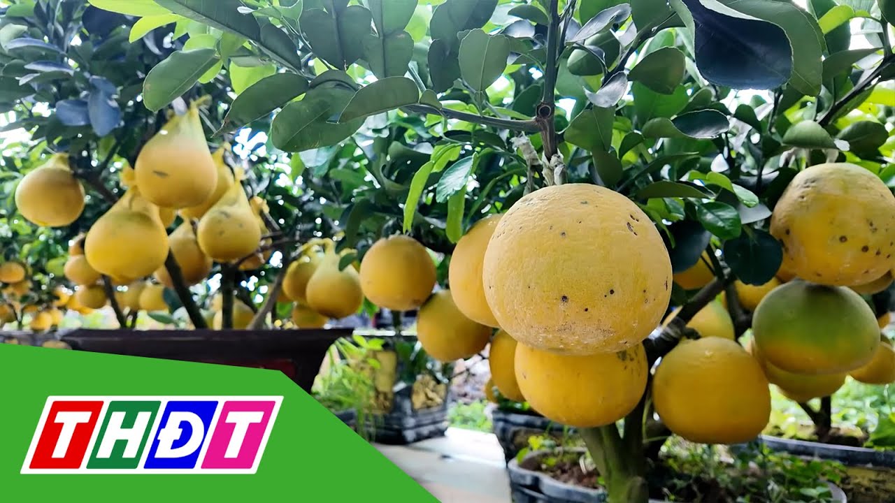Bưởi diễn Hà Nội trồng chậu thu hút khách hàng miền Tây | THDT