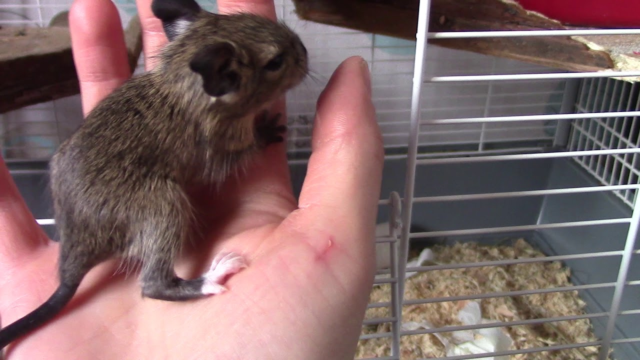 Présentation de bébés octodons d"une semaine