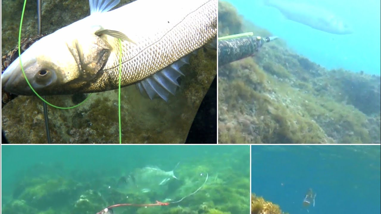 Pescasub: saraghi, orate e spigole con Concetto Felice by salvimar