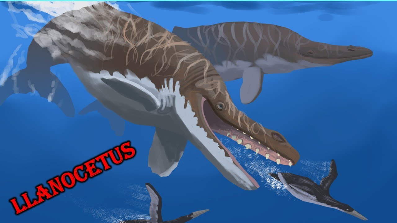 llanocetus