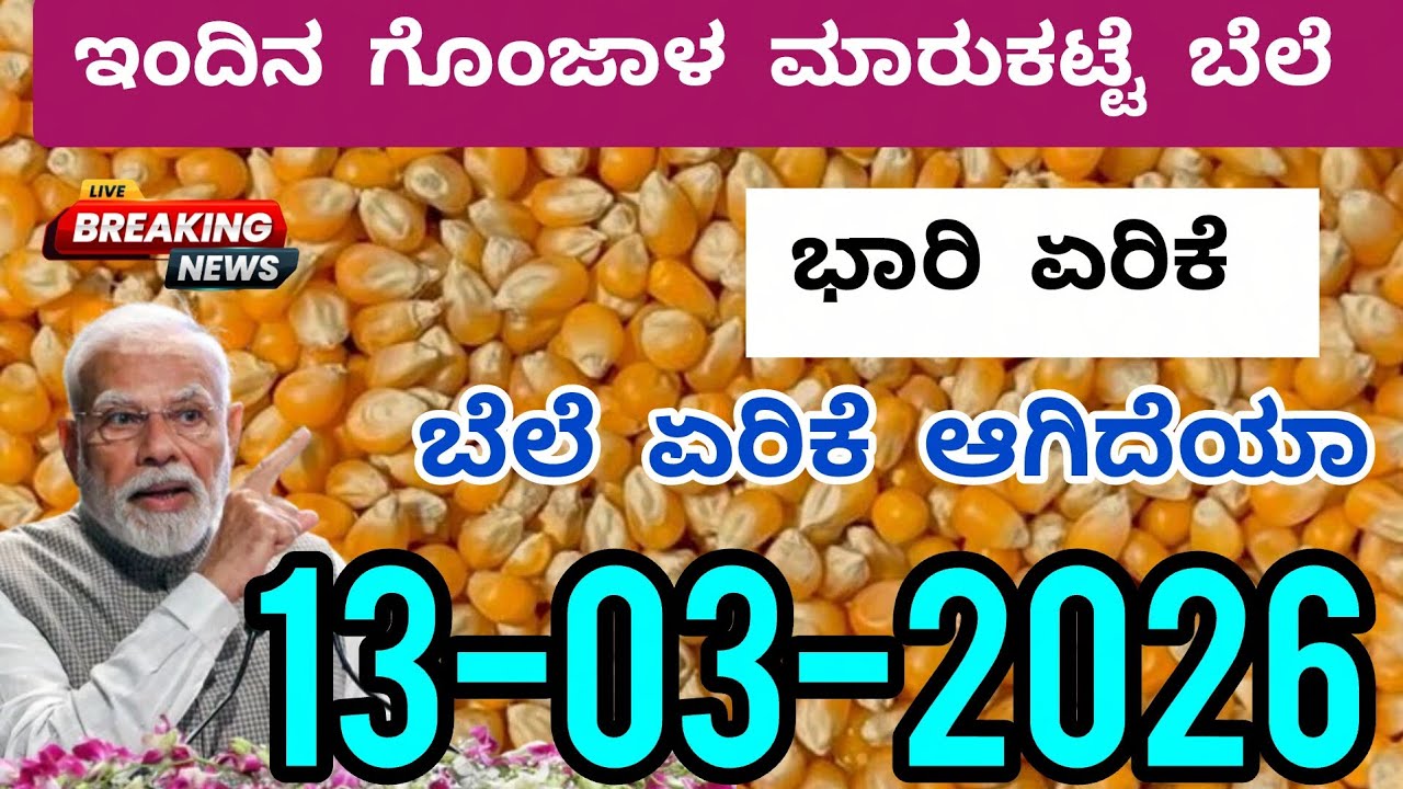 Today Maize Seeds Market Rate | 13-03-2026 | ಮೆಕ್ಕೆಜೋಳ ಮಾರುಕಟ್ಟೆ ಬೆಲೆ #maize #maizeseeds #marketing 