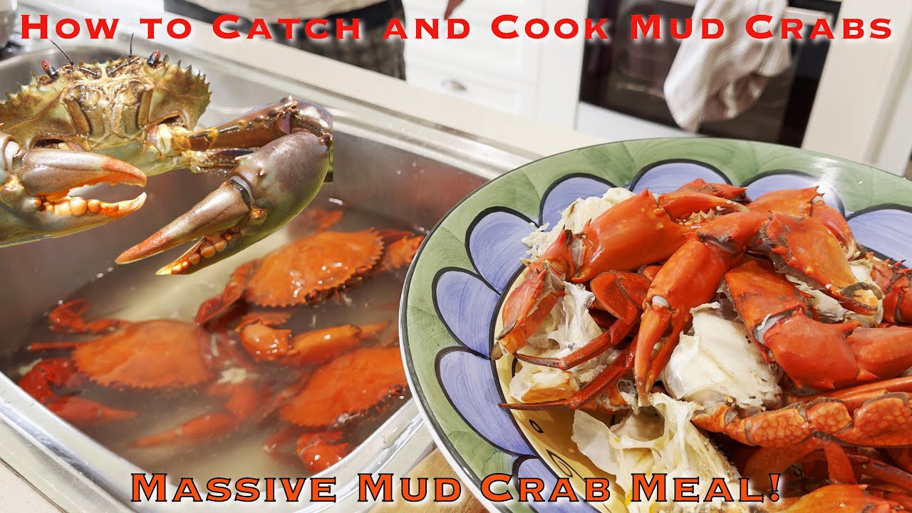 How to Catch and Cook Mud Crabs - Massive Mud Crab Meal