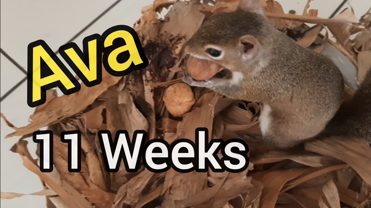 Squirrel Ava's New Nest Box Episode 5