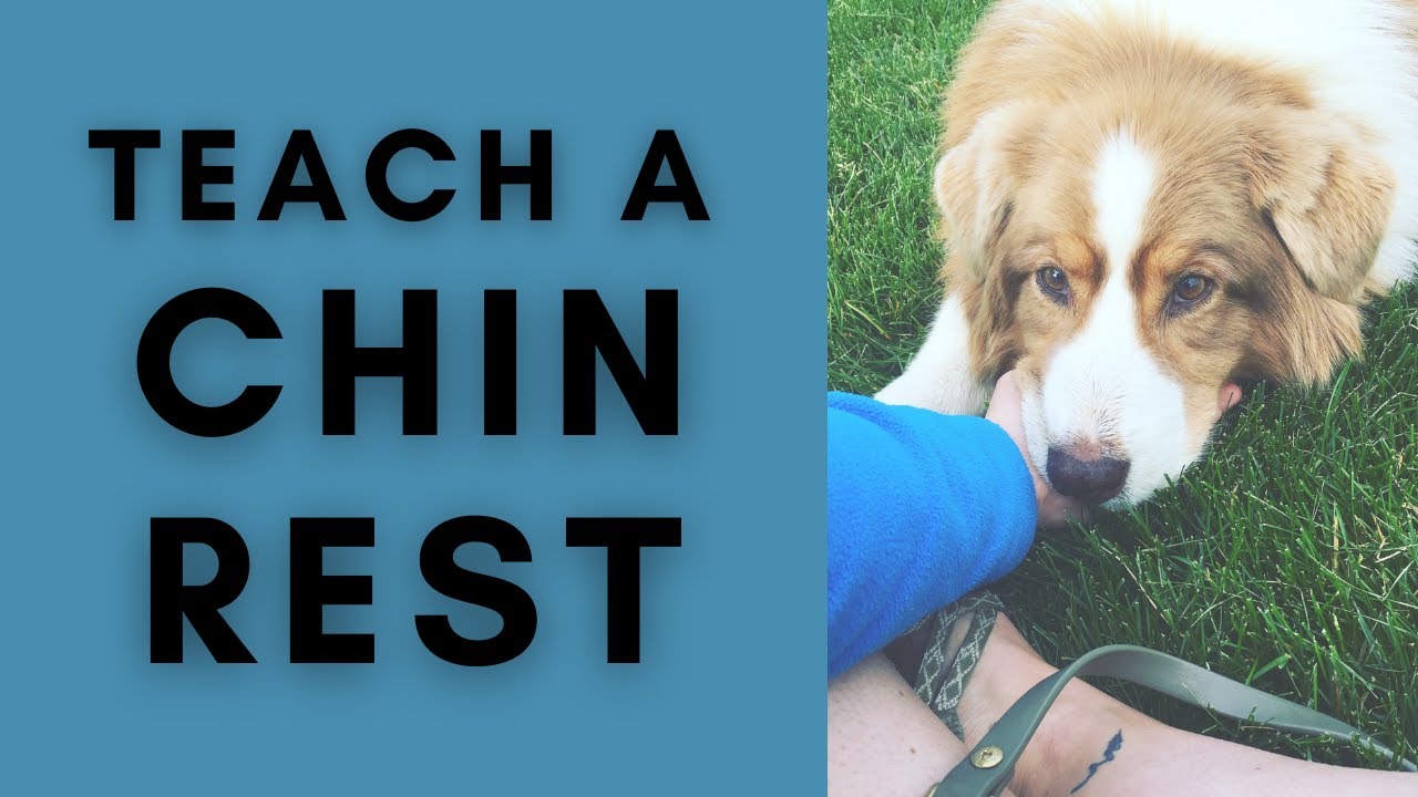 Chin Rest - Cooperative Care - Dog Training