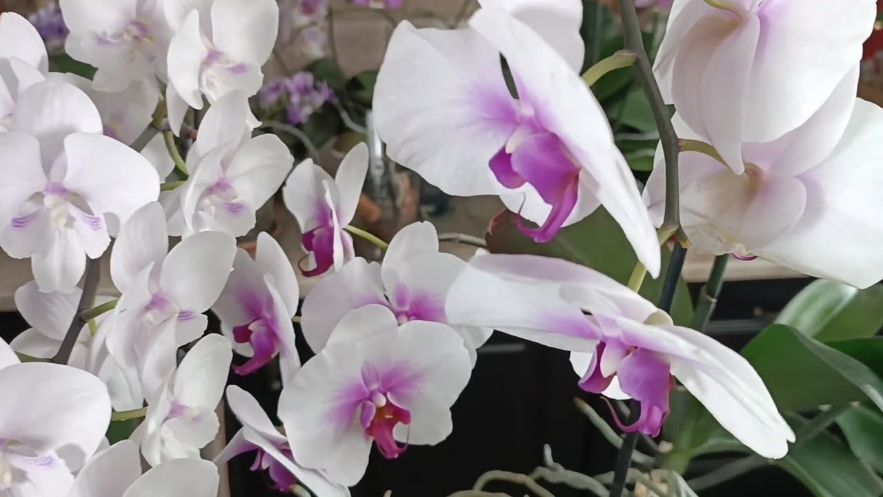МНОГО ОРХИДЕЙ не бывает🫶Обзор домашней коллекции🌸🌺🌹😊❤️