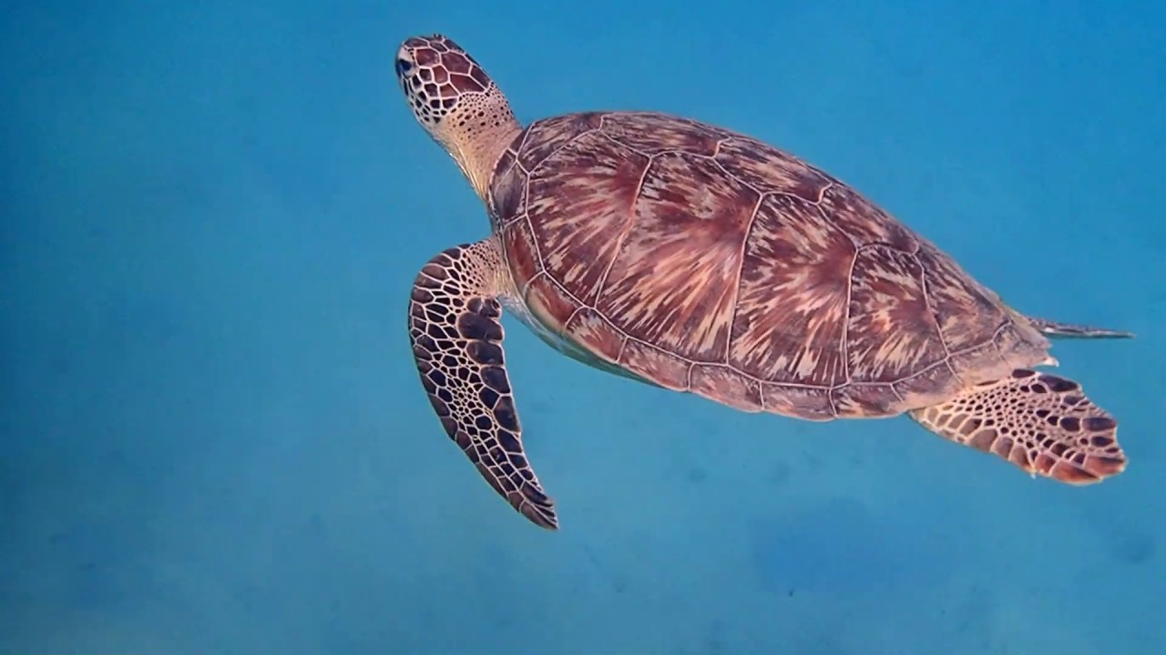 Chelonia mydas