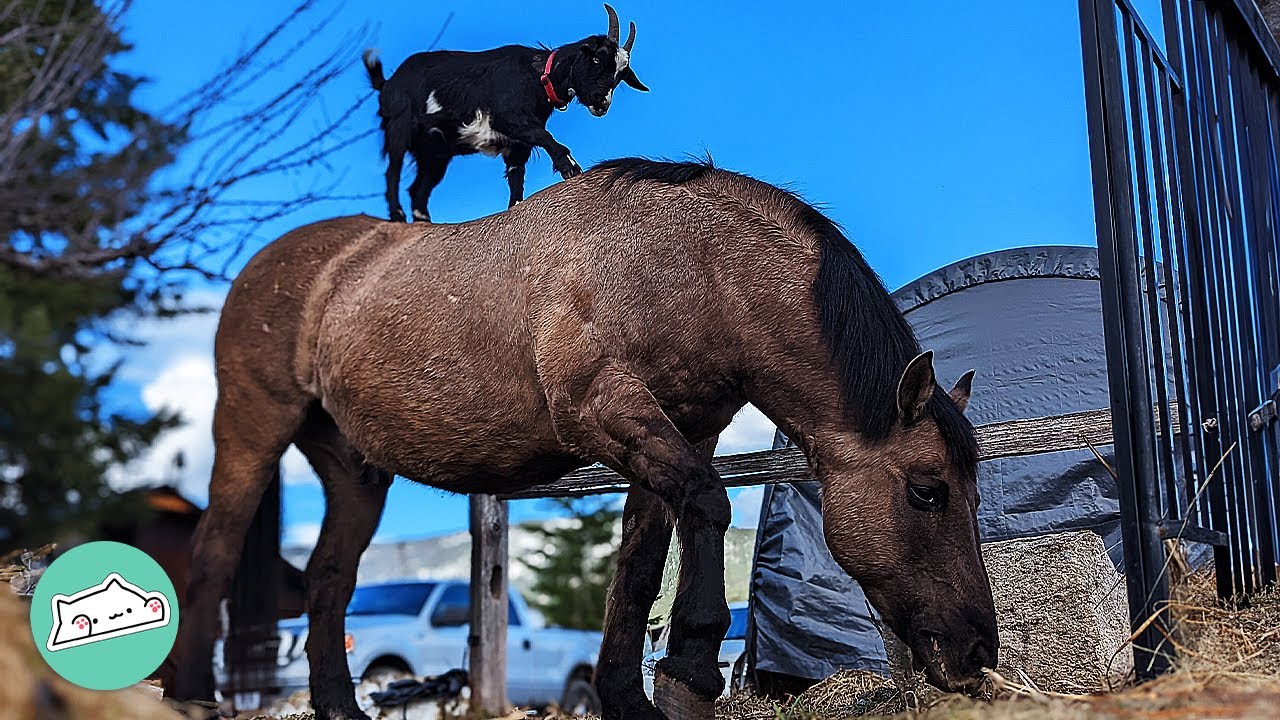 Silly Little Goat Jumps On Horse's Back And Gives Him Scratches | Cuddle Buddies