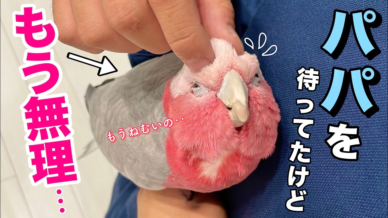 残業のパパを健気に待つオウムが睡魔に負けてこうなりましたw【モモイロインコ】