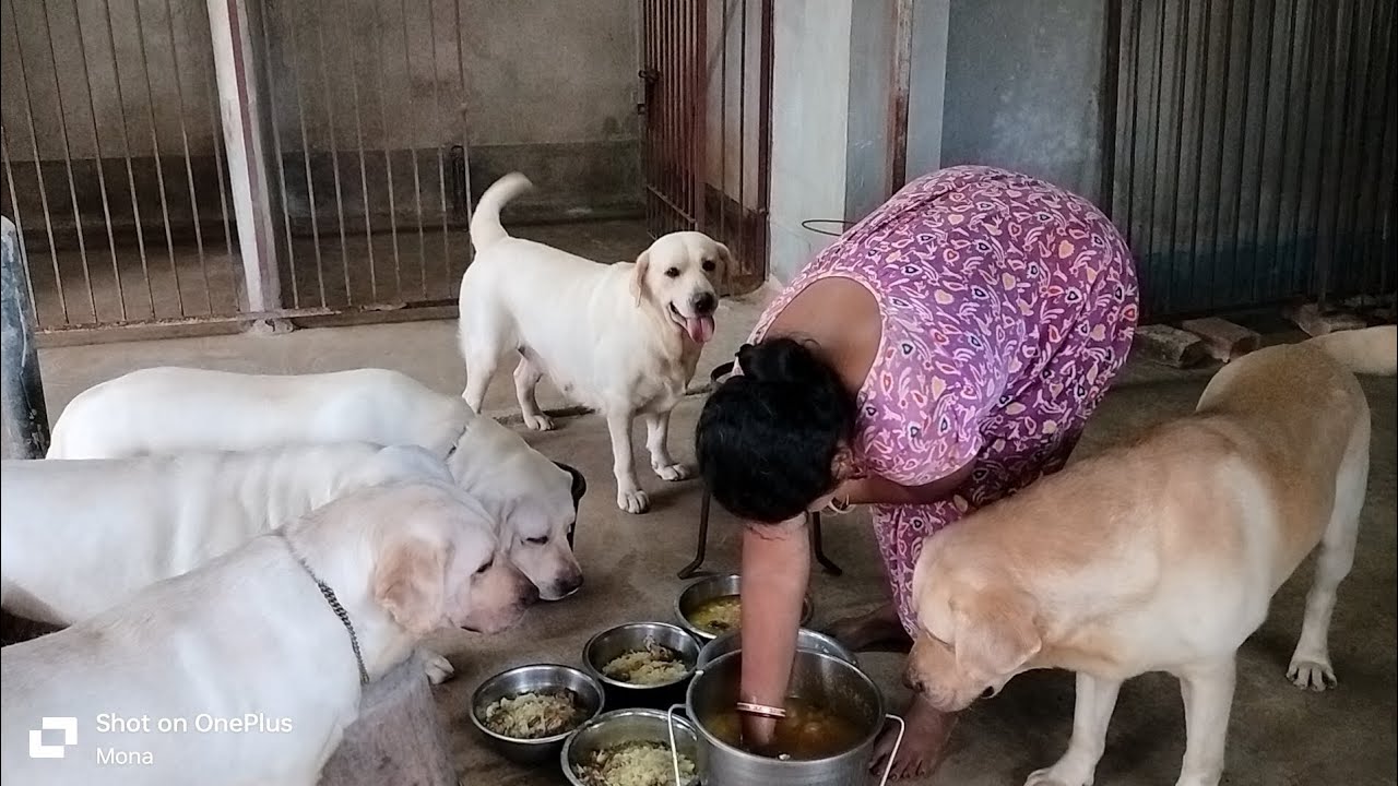 আমরা সবাই নিজের নিজের বাটিতে খাই 🤤😆Labrador