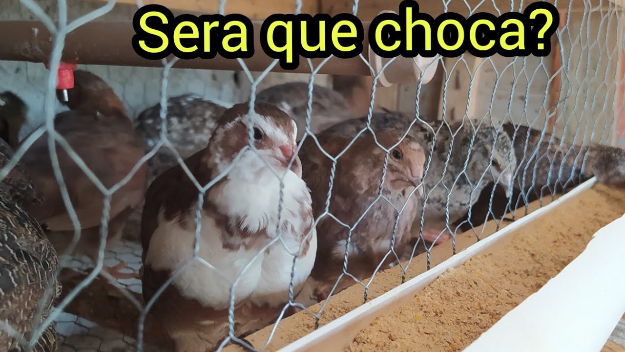 CODORNA Gigante CHOCA?