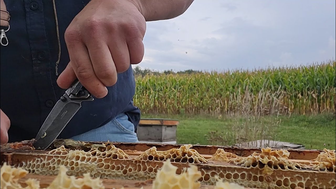 To feed, or not to feed? 