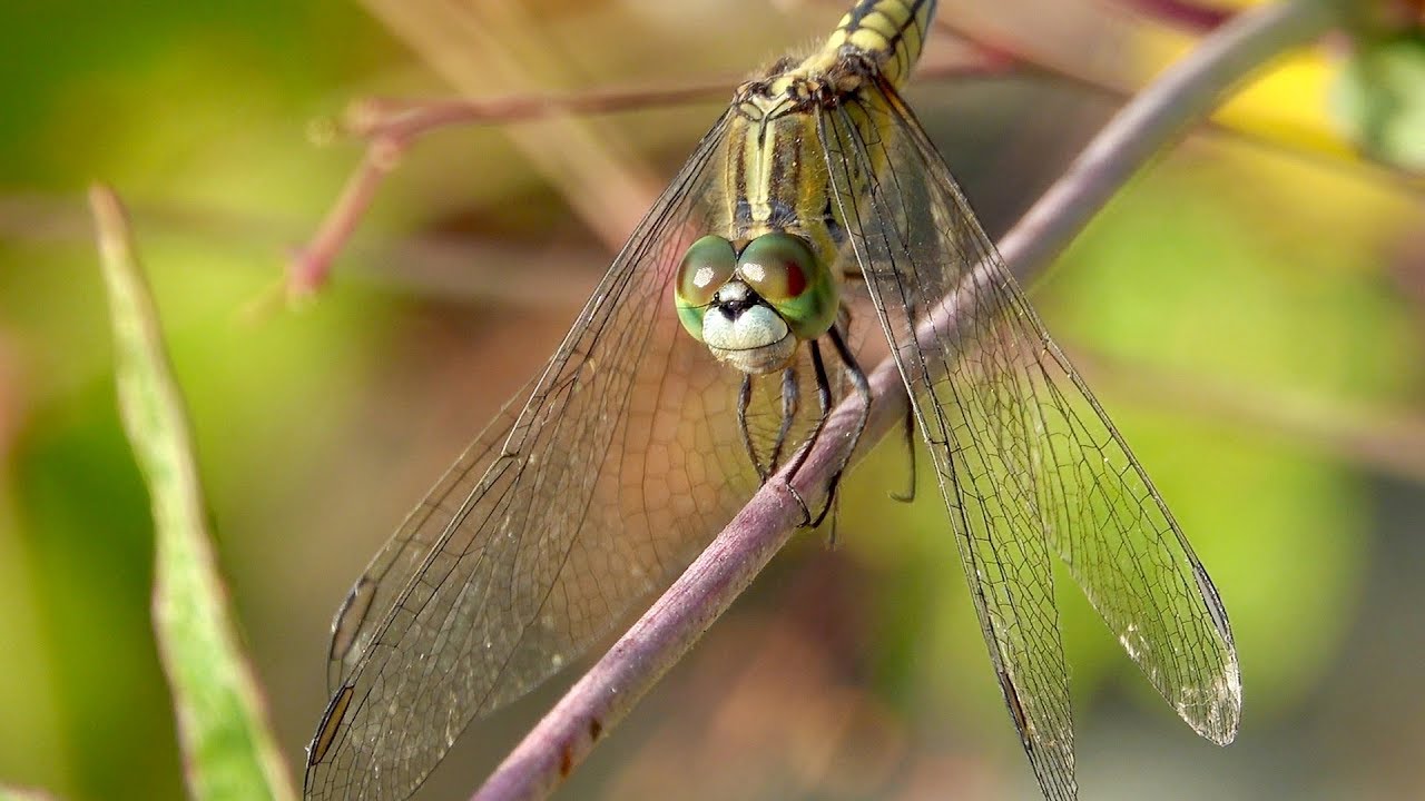 Dragonfly - from 24 mm to 1,200 mm (RX10 Mark IV)