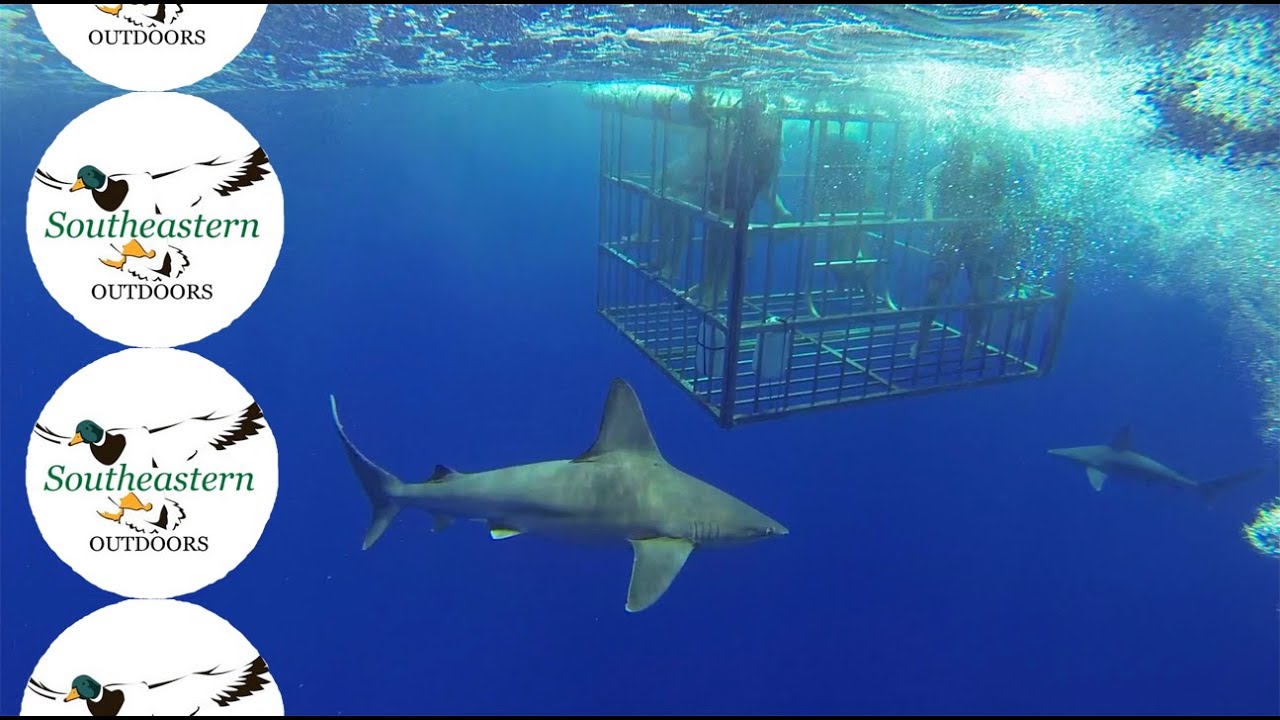Hawaii Shark 🦈 Cage Dive - Oahu, Hawaii - North Shore  - Aug 2022
