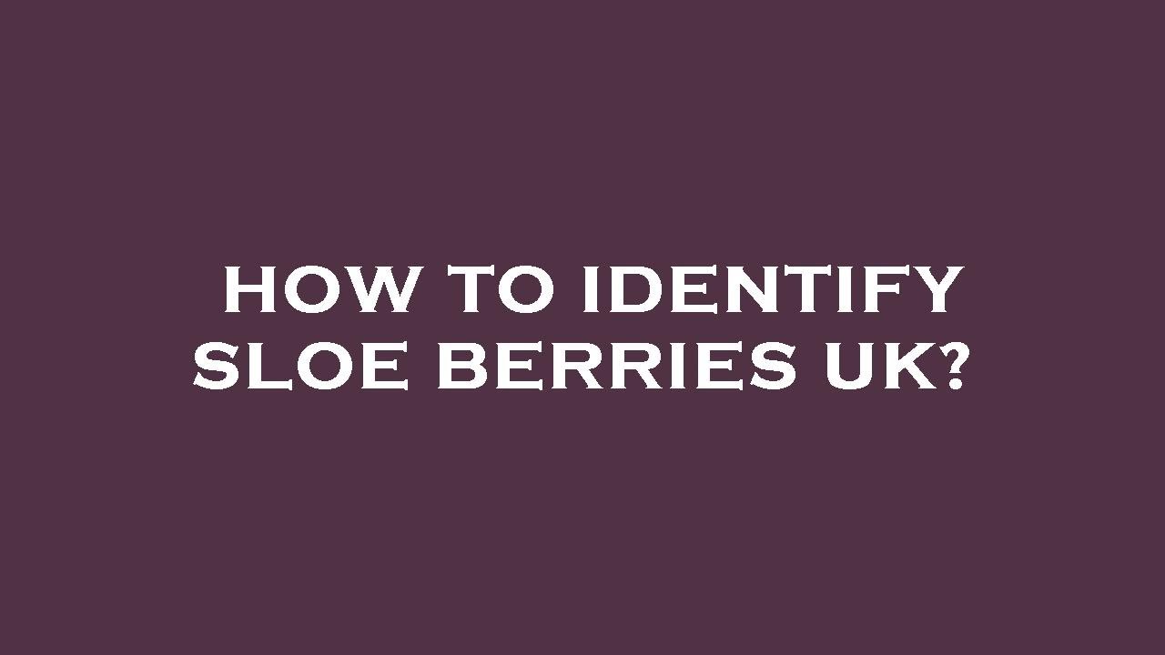 How to identify sloe berries uk?
