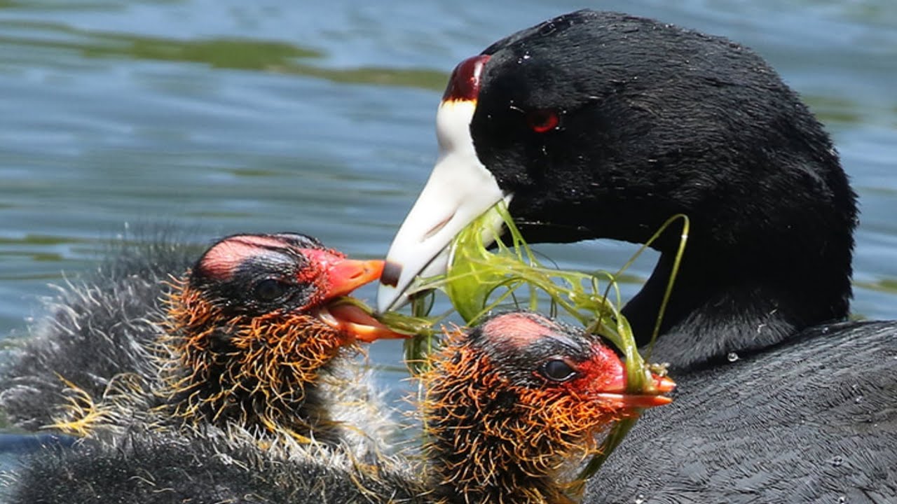 Adorable Coot Babies: Feeding Time with Waterbirds  | Heartwarming Nature Moments!
