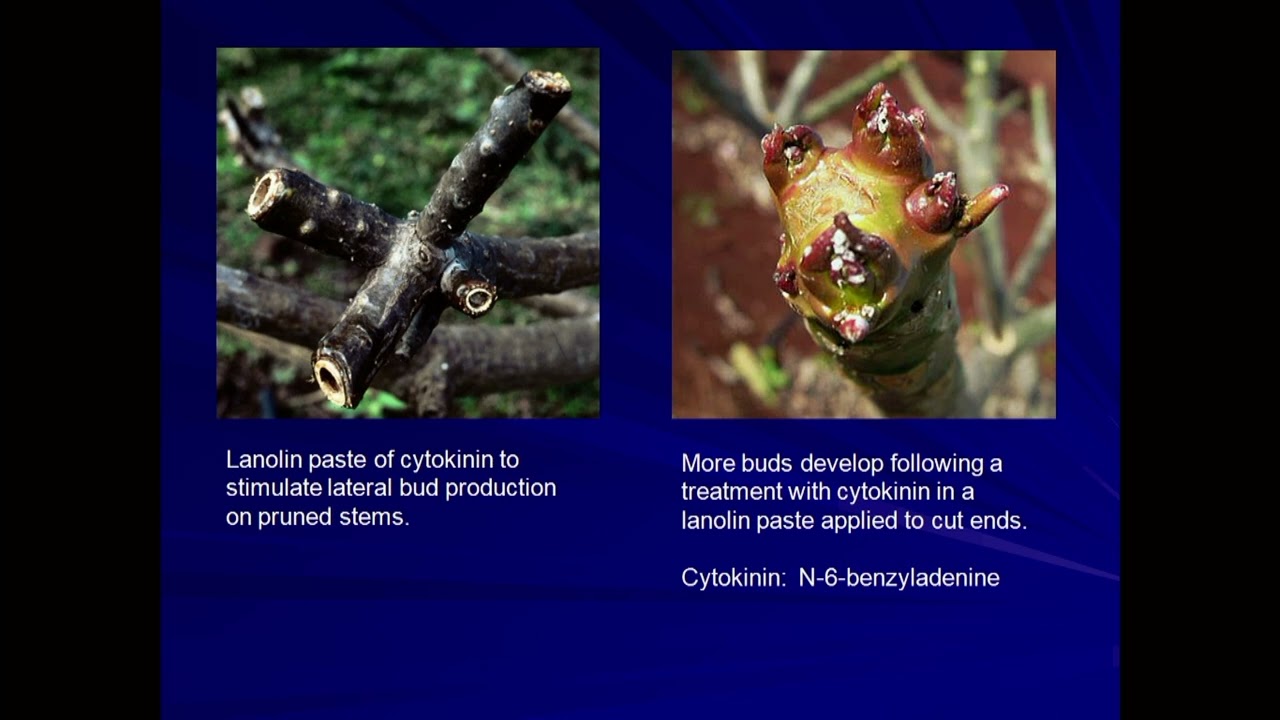 50 Years of Plumeria Research - Dr. Richard Criley, UH-Manoa CTAHR