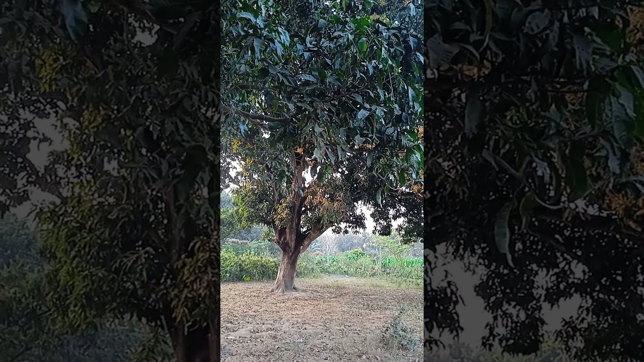 Naimisaranya Madhyadvipán