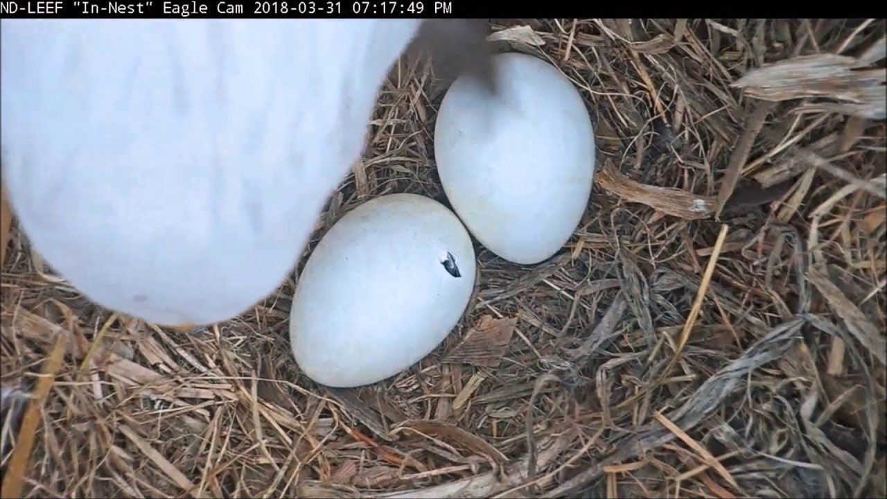Eaglet Pip 3-31-18