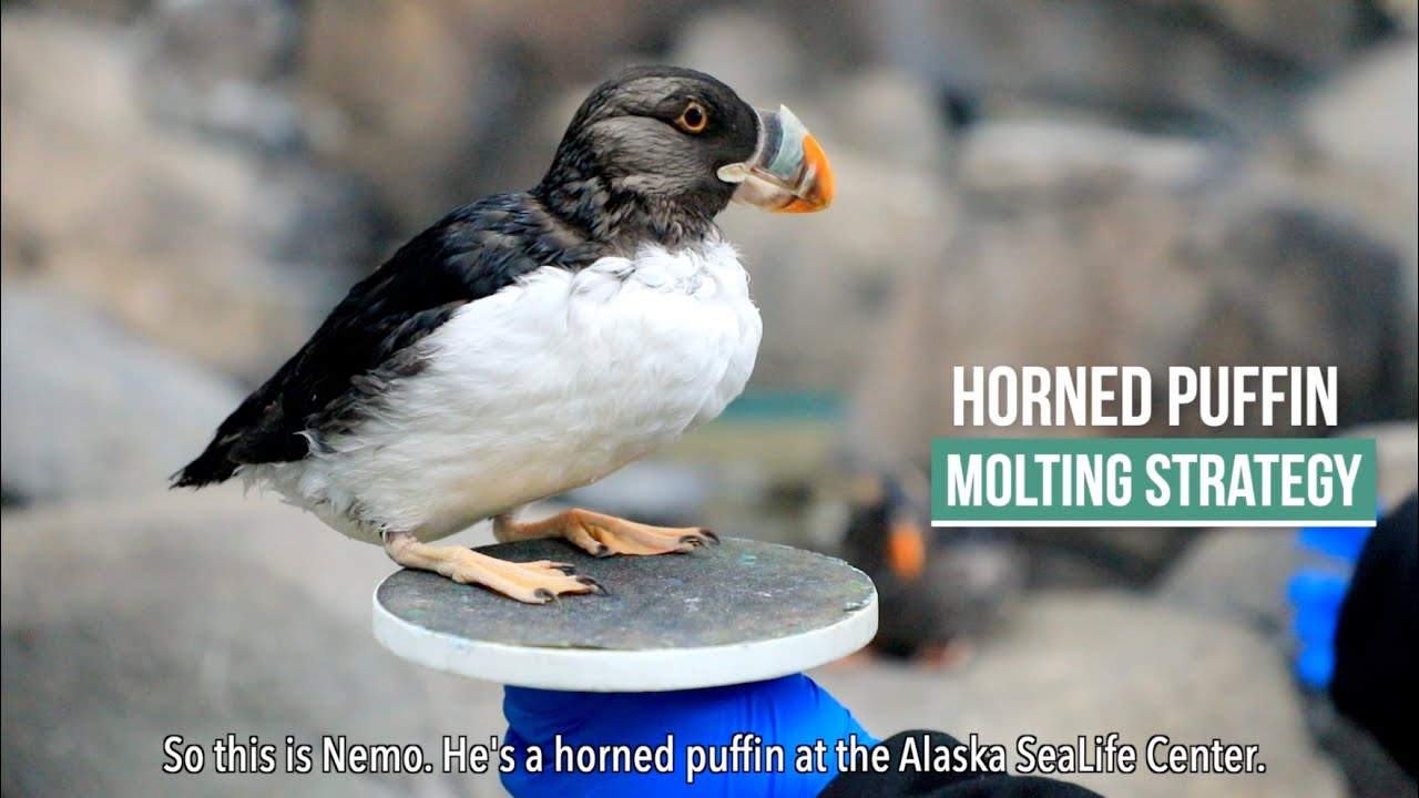 Horned Puffin Molting Strategy